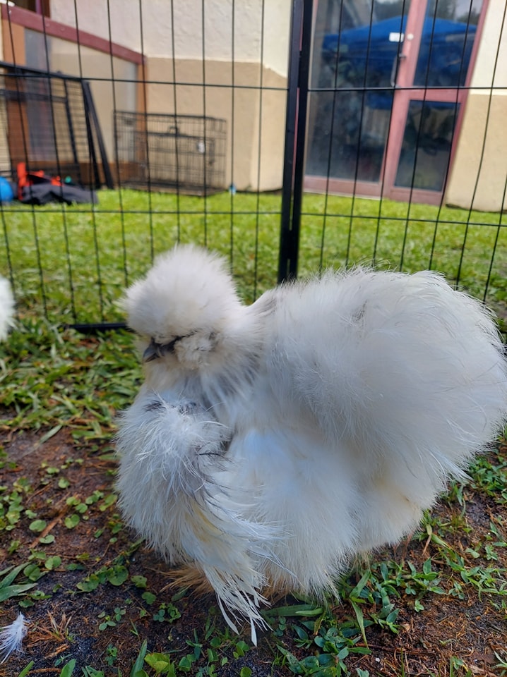 This is one of our Silkie chickens at a petting zoo summer camp in Gainesville, FL.