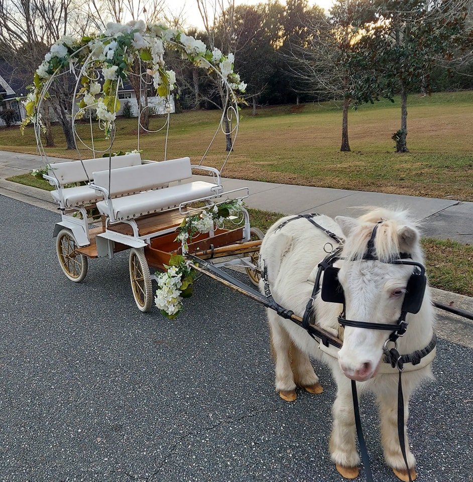 Here's our Mini Cinderella arriving to take the bride and groom for a carriage ride after their wedding in St. Augustine, FL.