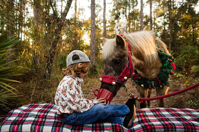 Here's our pony Mocha dressed as a reindeer for a photoshoot in Lake City, Florida. Pic by Elizabeth Gustafson Photography.