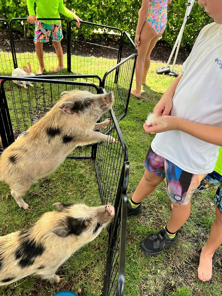 Our mini pig Dixie is asking for a treat at this petting zoo at a Spring Carnival in St. Augustine, FL.