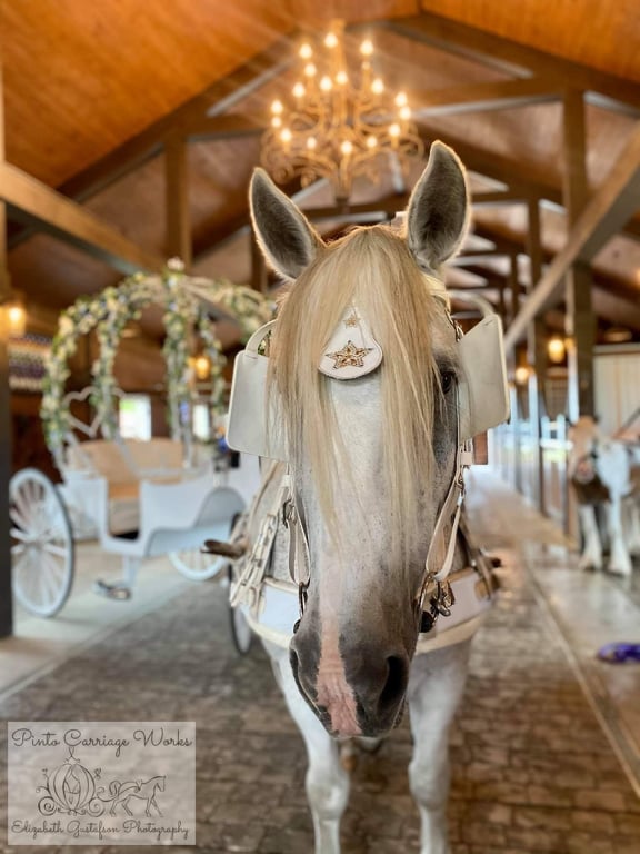 Our beautiful white horse Joy with our white Cinderella carriage ready for a wedding at Plantation Oaks Farms in Callahan, FL.