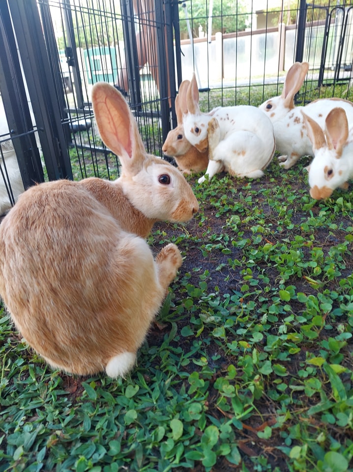 Some of English Spot bunny rabbits looking adorable at a petting zoo school function in Jacksonville, FL.