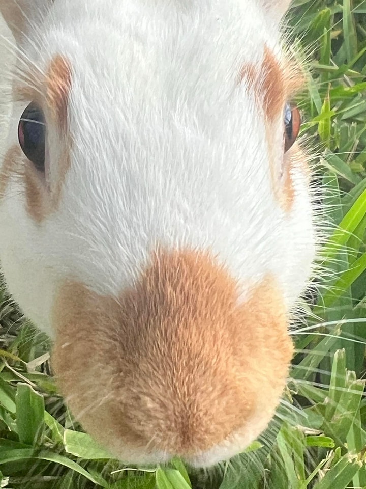 One of our English Spot bunny rabbits giving a nose boop at a petting zoo birthday party in Fleming Island, Florida.