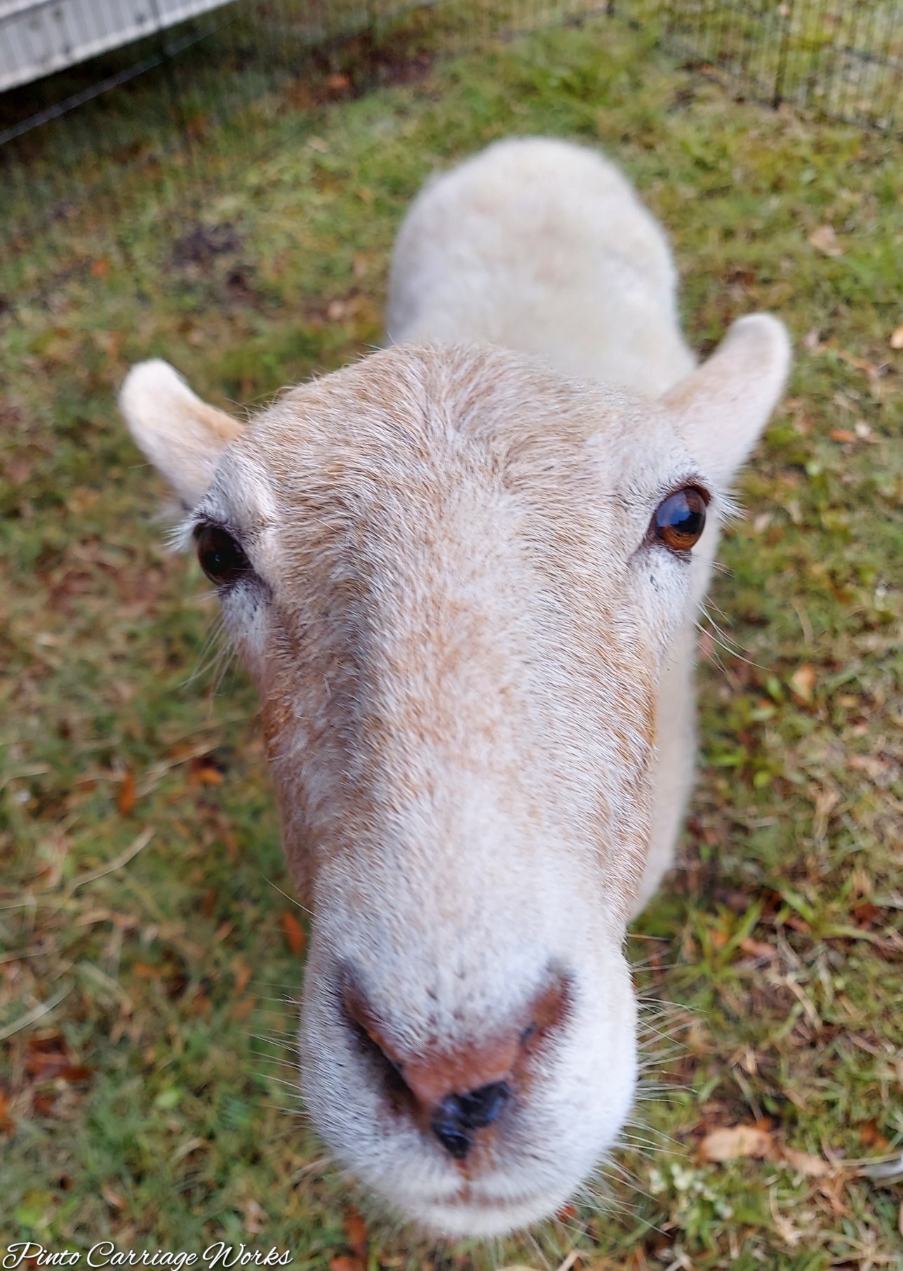 One of our sheep Chip at a live nativity petting zoo put on by a church in Jacksonville,FL.