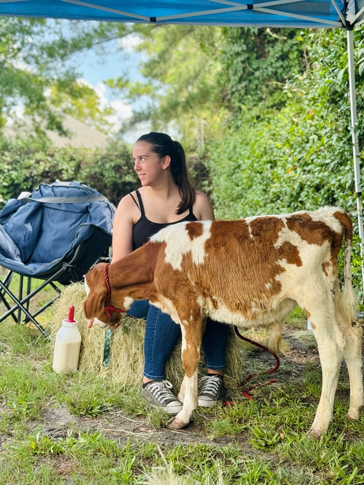 One of our cows enjoying some pets during a petting zoo at a school festival in Orange Park, FL.