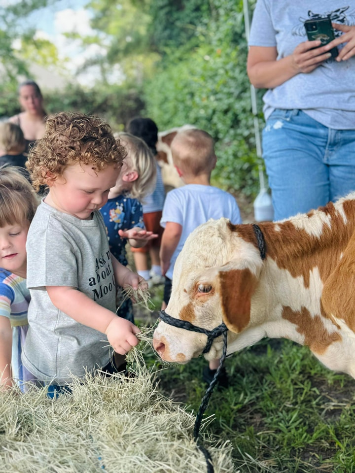 One of our cows with our petting zoo getting a little love at a in-house school field trip in Orange Park, Florida.