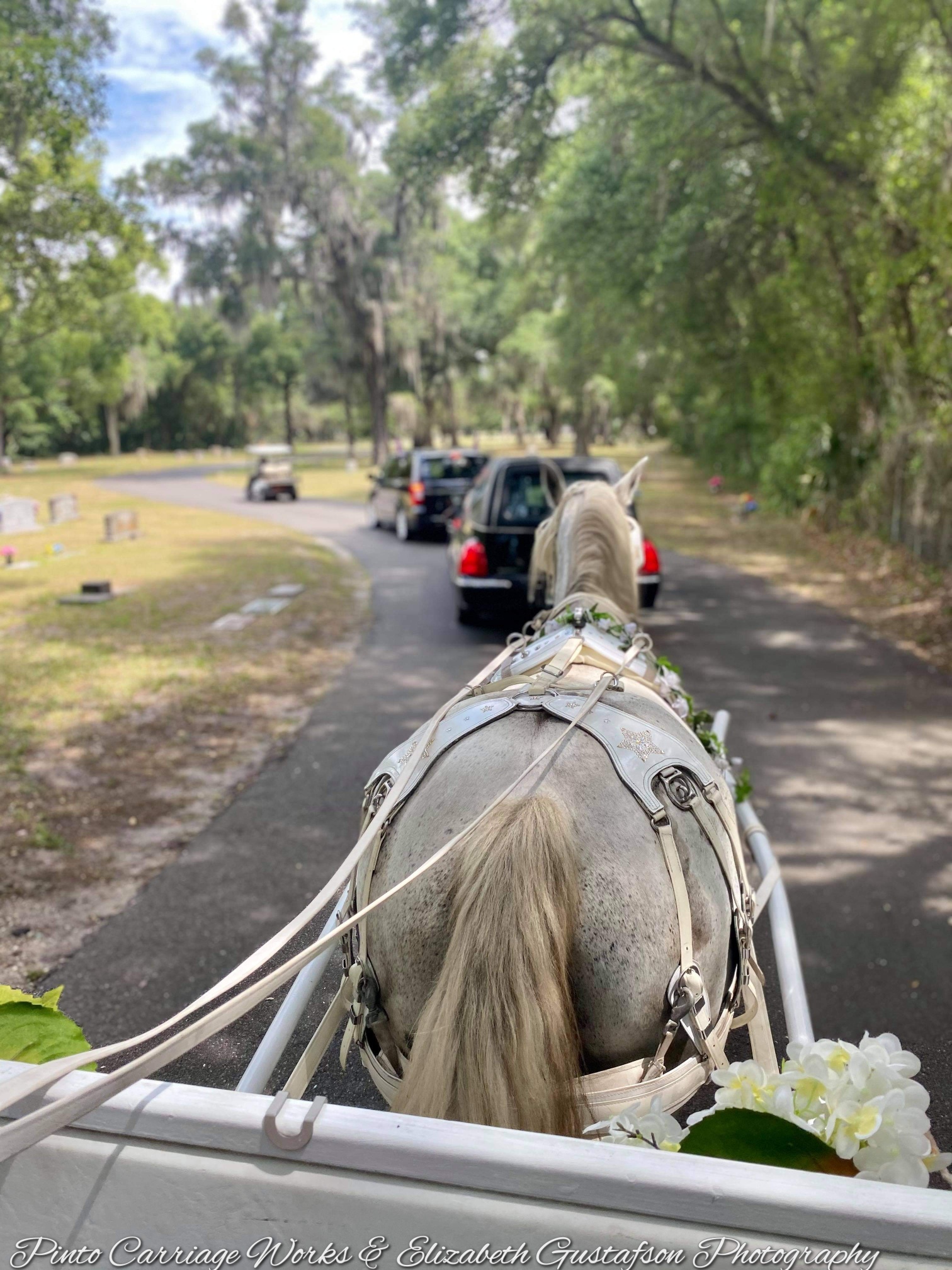 Our white horse Joy with our glass enclosed hearse assisting a funeral home with a funeral procession bringing a loved one home to rest in Evergreen Cemetery in Jacksonville, FL.