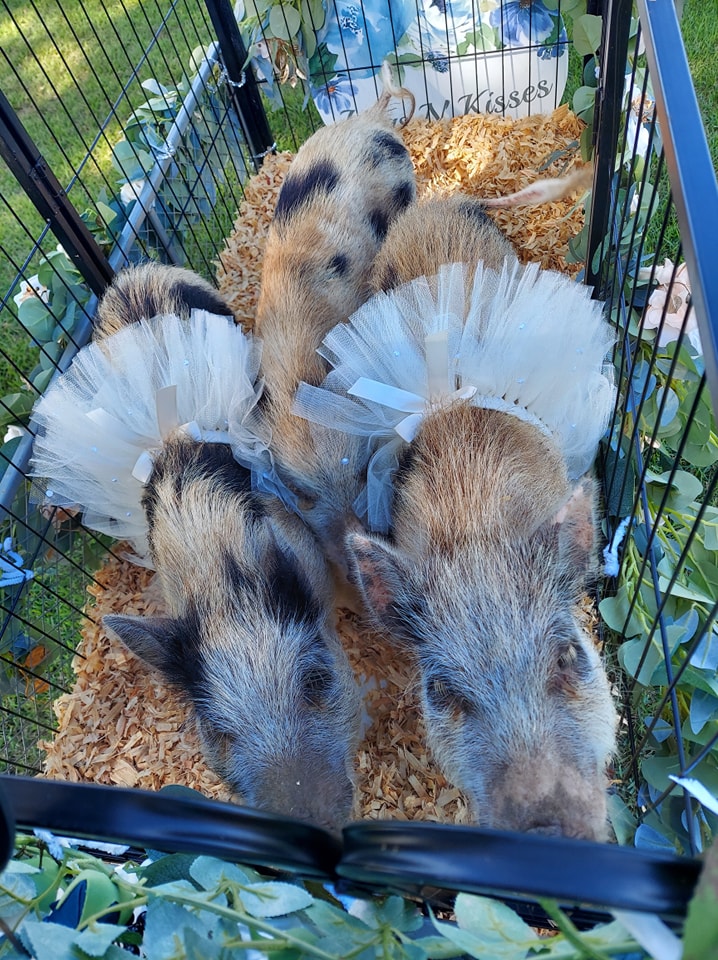 Our mini pigs Pixie, Trixie and Dixie dressed in tutus for a petting zoo at a wedding in Callahan, FL.