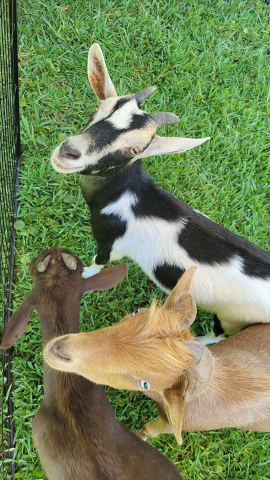 Here are three of our goats: Rome, Juliet and Hershey enjoying some attention at an Easter celebration at a church in Gainesville, FL.