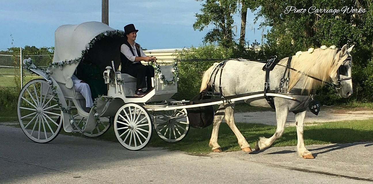 Here's our elegant horse Joy giving a ride for an anniversary in Gainesville, FL.