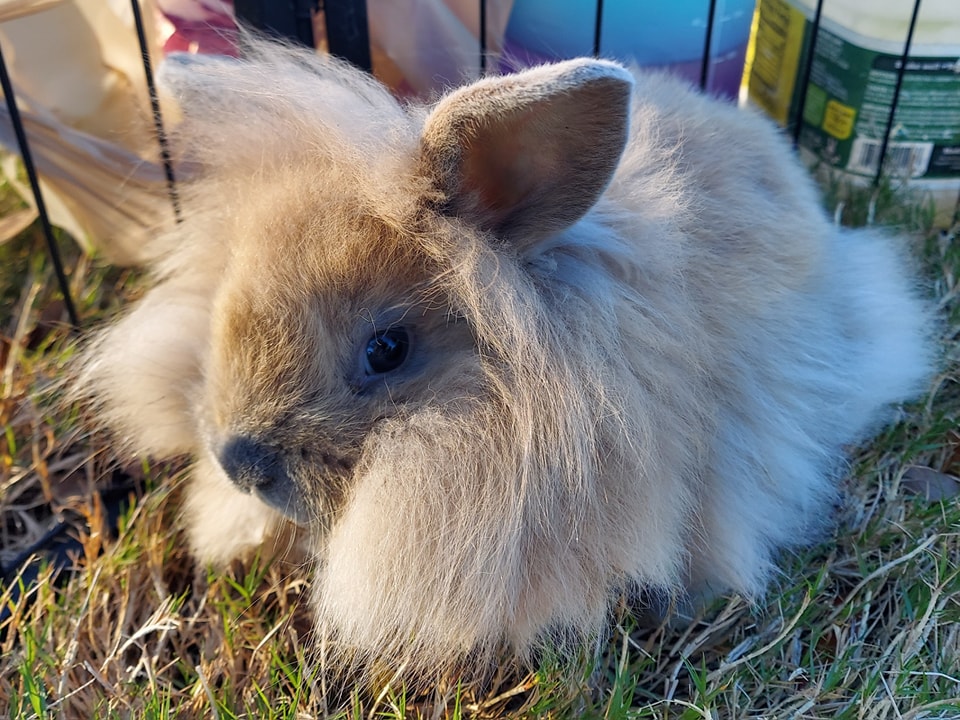 Here's our bunny Twinkie in our petting zoo at a Fall Festival in St. Augustine, FL.