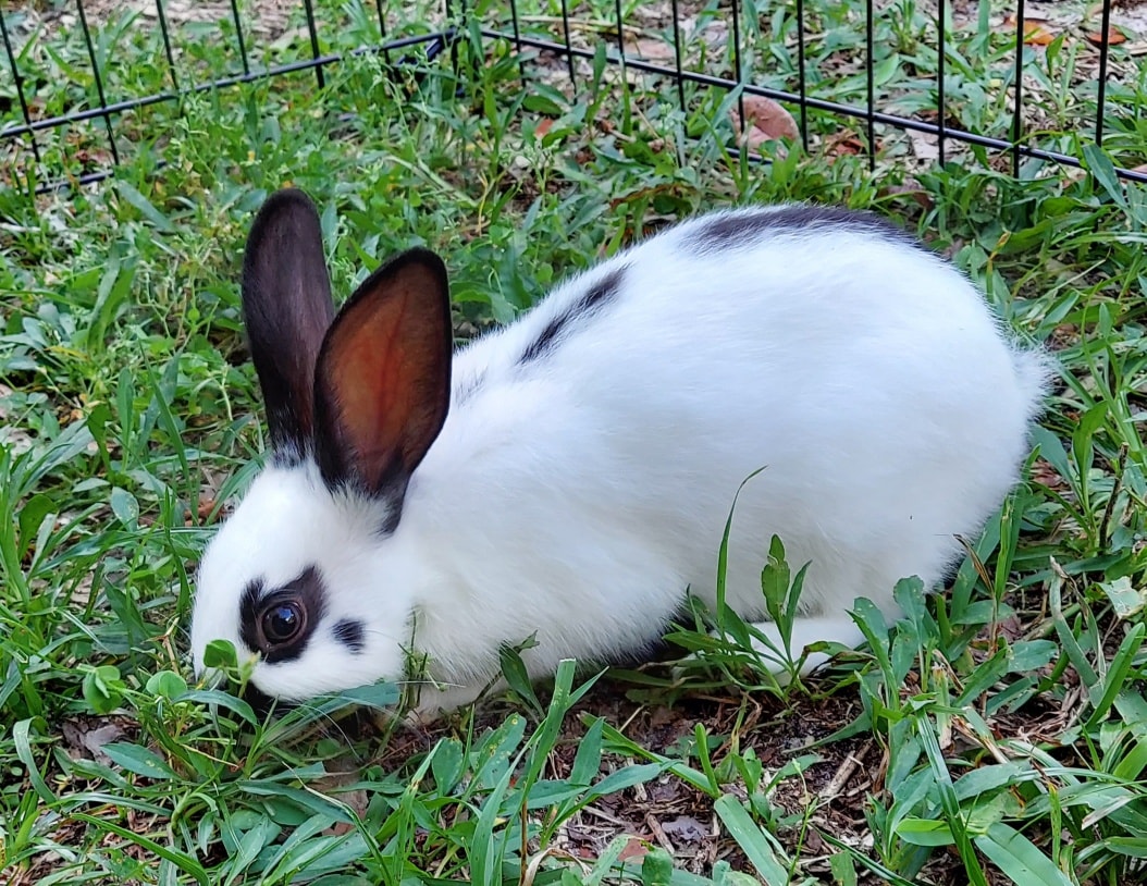 One of our bunnies in our petting zoo at a school fall festival in Jacksonville, FL.