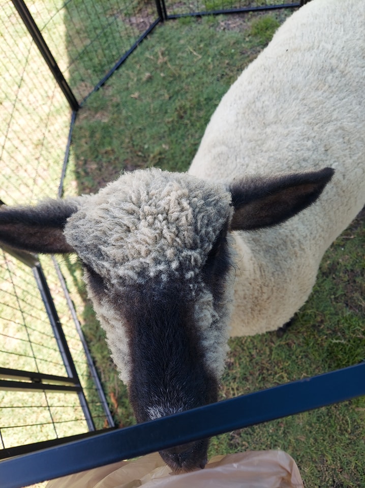 This is our sheep Gretel enjoying some pets at a live nativity petting zoo at a church in St. Augustine, FL.