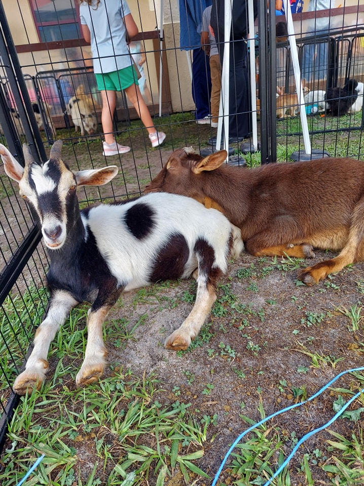 Here's our goats Juliet and Rome relaxing during a petting zoo at a school festival in Gainesville, FL.