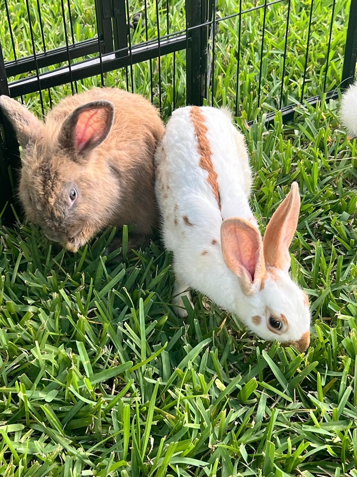 Here are two of our bunnies enjoying a little snack at a petting zoo during a Fall Festival in St. Augustine, Florida.