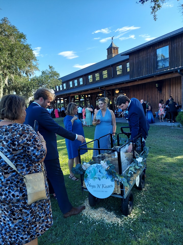 Our mini pigs in a wagon celebrating a wedding with Hogs N Kisses petting zoo in Callahan, FL.