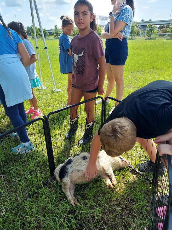 One of our mini pigs enjoying a belly rub during a petting zoo at a summer camp in-house field trip in Jacksonville, Florida.