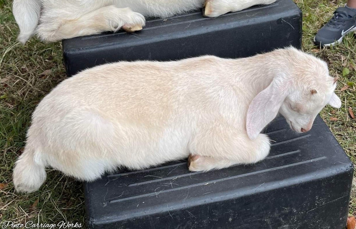 Our goat Olaf taking a nap during a Fall Festival petting zoo in Orange Park, FL.