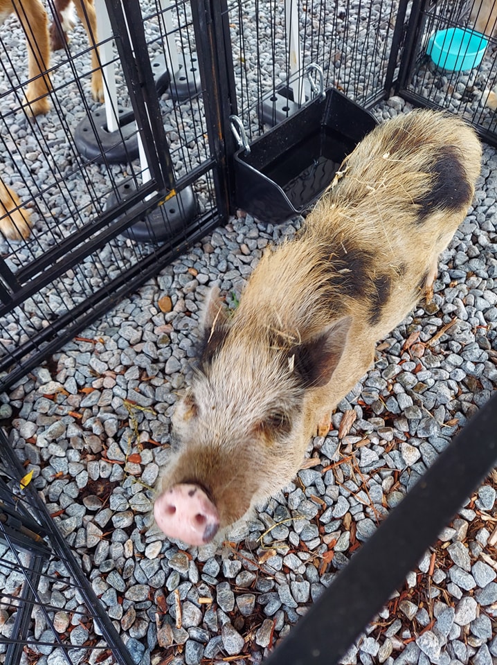 Our mini pig Pixie at an in-house field trip petting zoo at a school in Orange Park, FL.