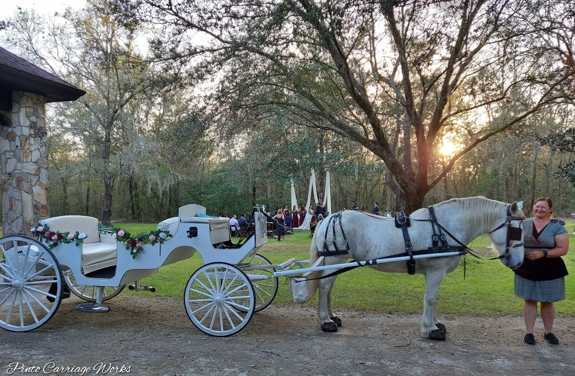 Here's our white Classic Horse Carriage doing a bridal entrance and couple's exit from a wedding ceremony in Gainesville, Florida.