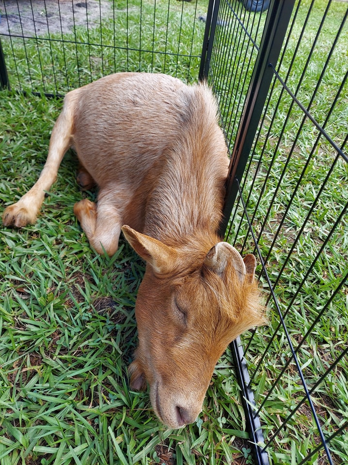 Here's our goat Hershey taking  a nap on the soft grass at a live nativity in Jacksonville, FL held at a church.