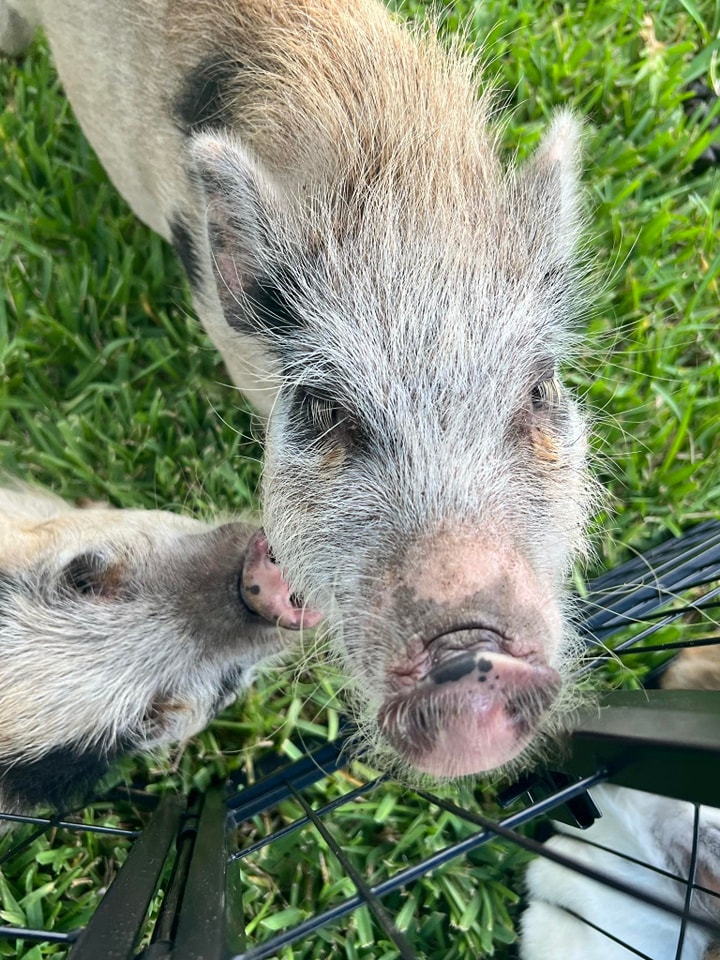 Here's two of our mini pigs smiling for the camera and enjoying all the attention that they get at this Spring Carnival at a church in Gainesville, Florida.