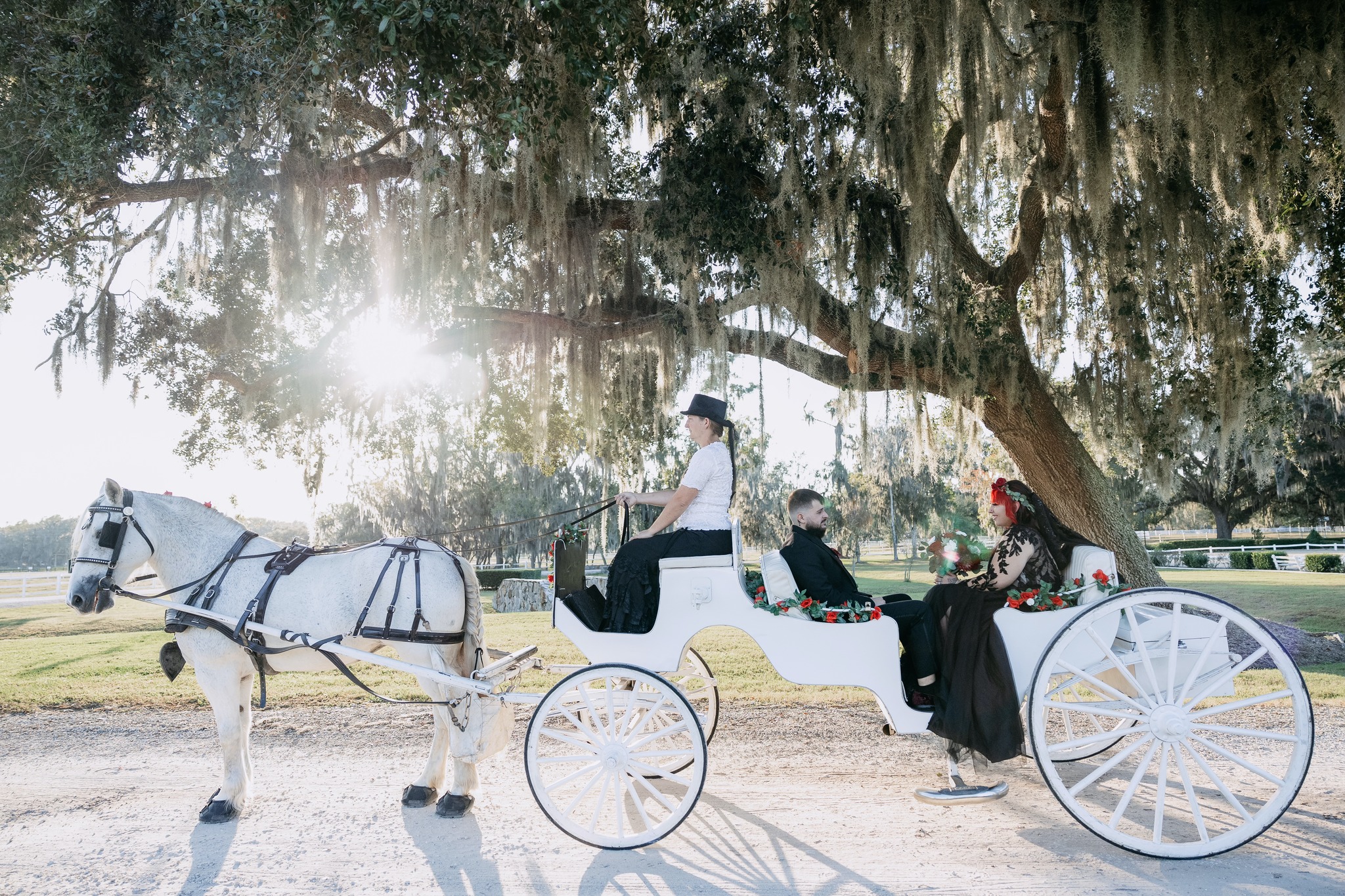 Our white Classic Carriage doing a wedding ceremony exit on Halloween at Plantation Oaks Farms in Callahan, Florida.