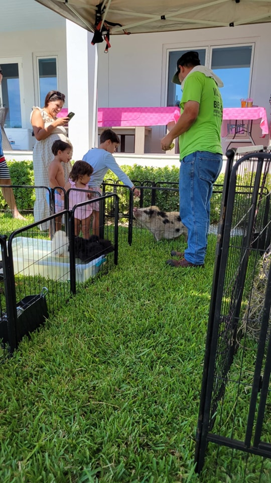 Our mini pig Pixie getting a treat from one of our guests at a birthday party in Oakleaf, Orange Park, FL.