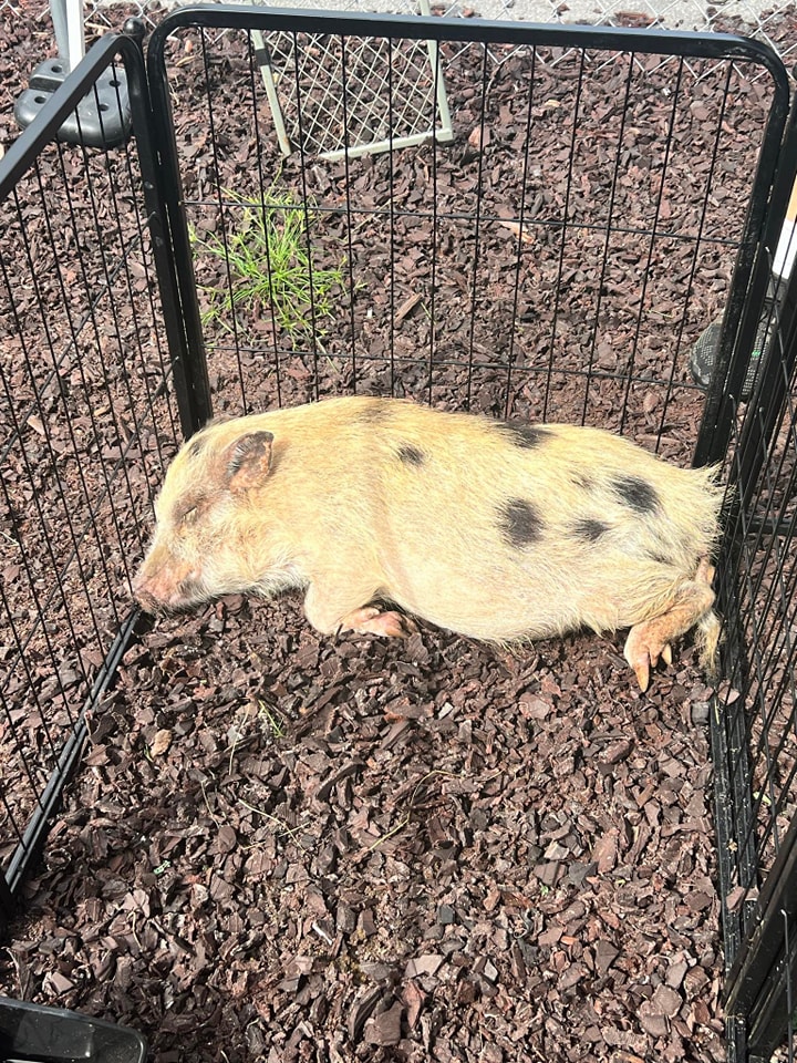 Our mini pig Dixie taking a little nap during a petting zoo summer camp at a daycare in Jacksonville, FL.