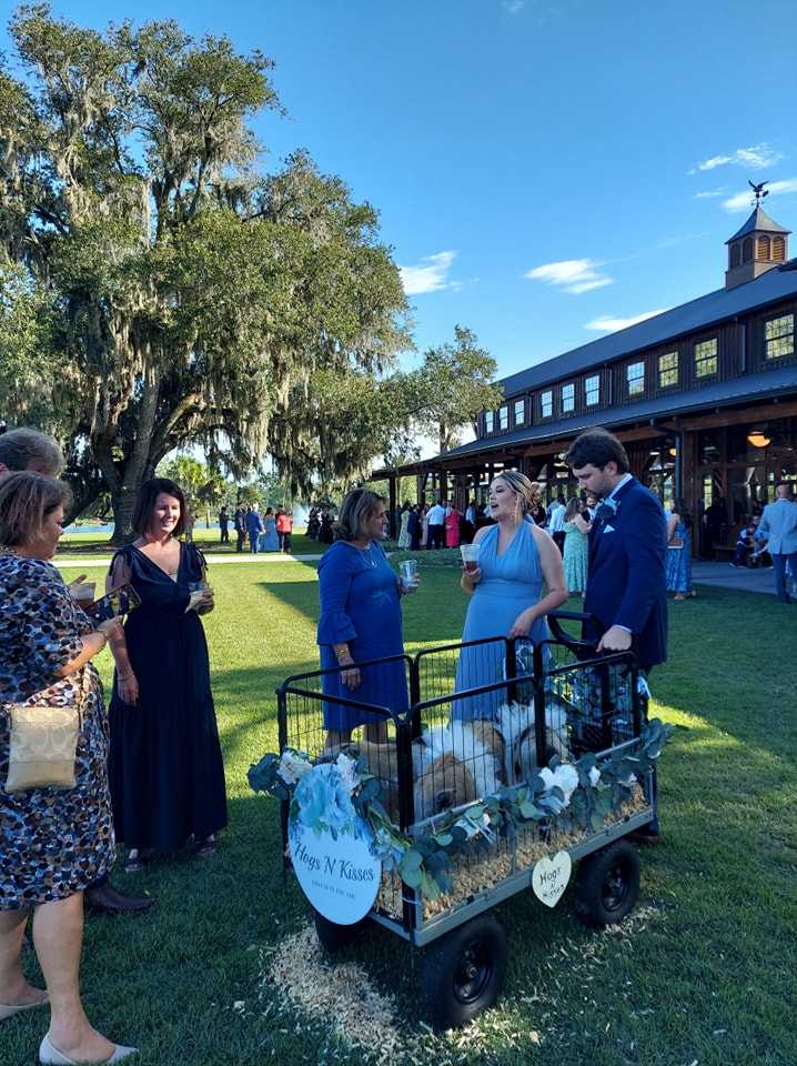 Hogs N Kisses was the theme at this wedding in Callahan, FL. So, our mini pigs came to visit for a mini petting zoo in our wagon.