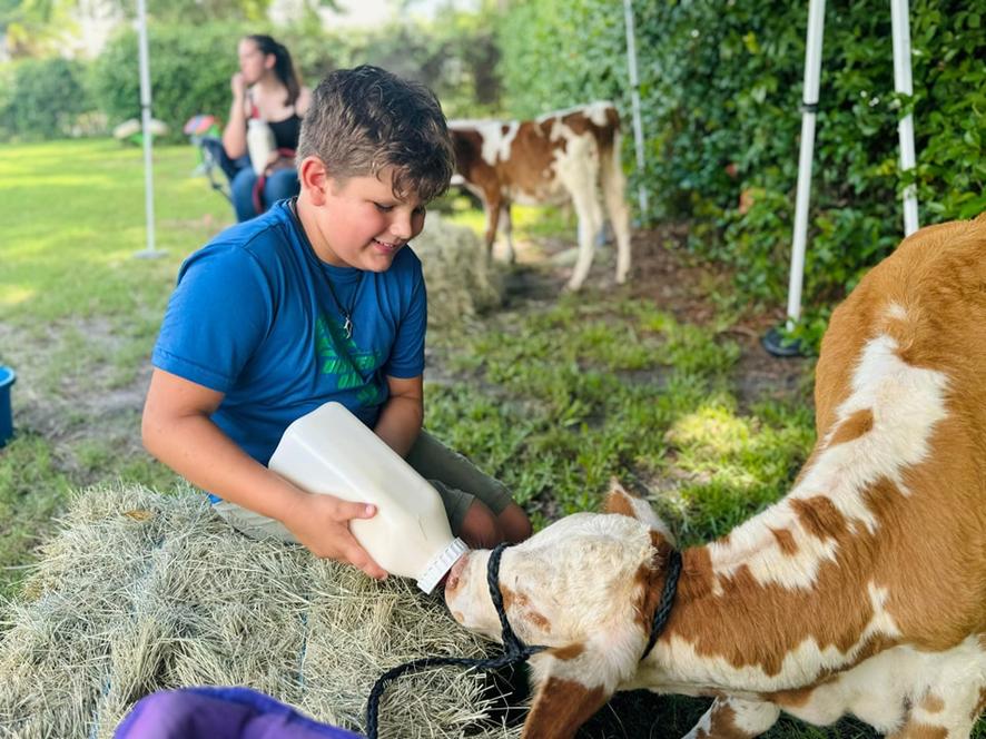 One our cows getting some milk at a school festival in Oakleaf, Orange Park, Florida.