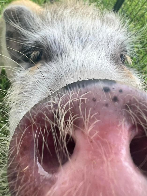 One our mini pigs Trixie giving a boop at a petting zoo birthday party in Middleburg, FL.