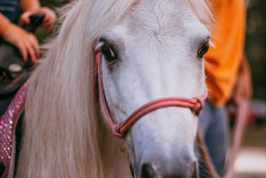 Here's Smokey giving a pony ride during a pink cowgirl party in St. Augustine, FL.