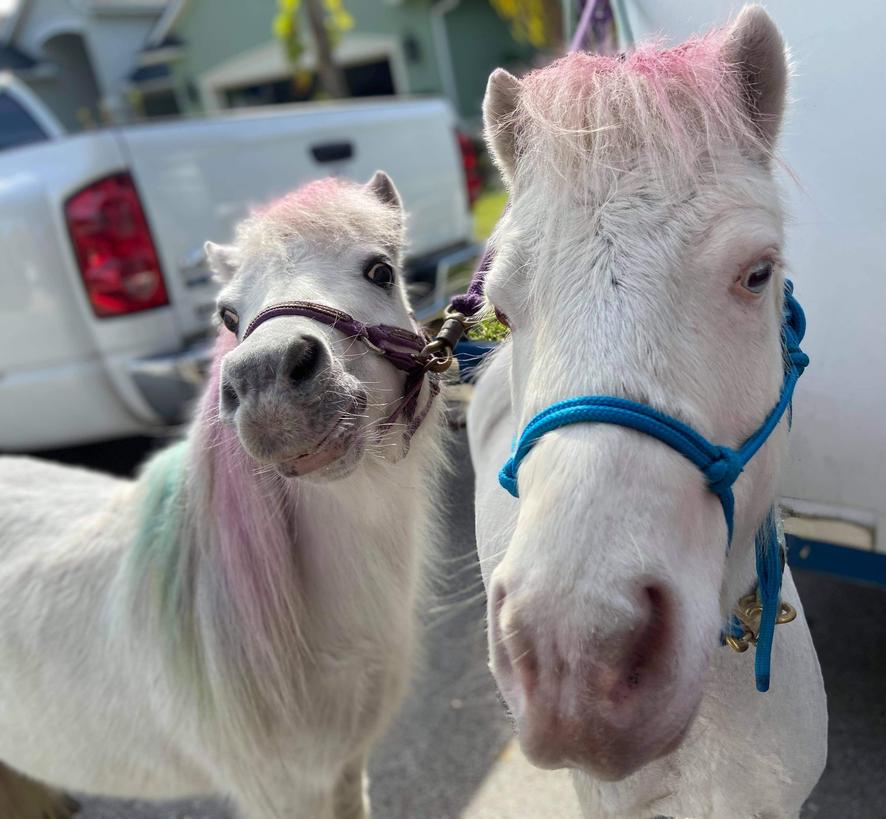 These are our ponies Smokey and Hero looking fabulous with rainbow hair for a magical birthday party in St. Johns, Florida.